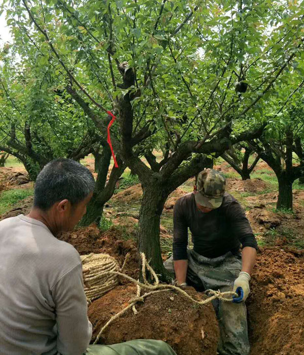 �ڶ���12����-13�������Ժ�÷����ʼȡ��