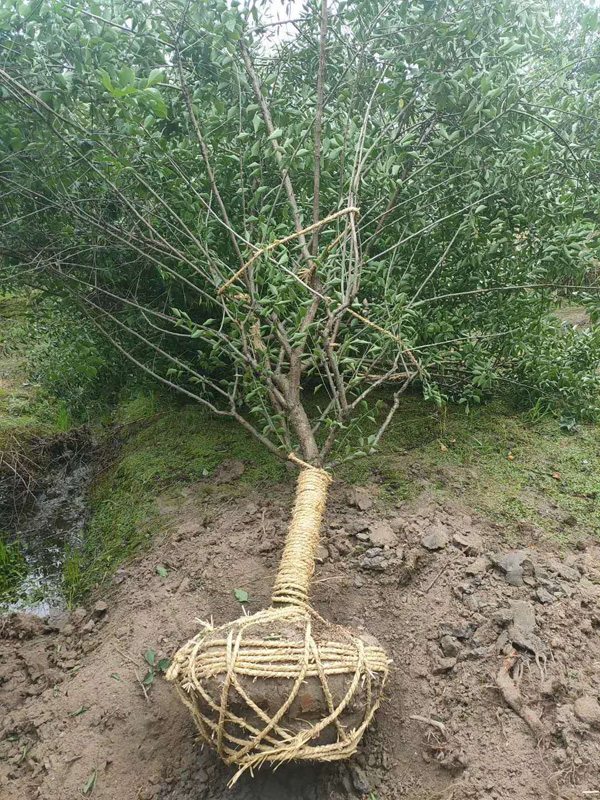 �Լ�����8���ֺ�÷��ȡ��