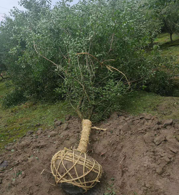 �Լ�����8���ֺ�÷��ȡ��
