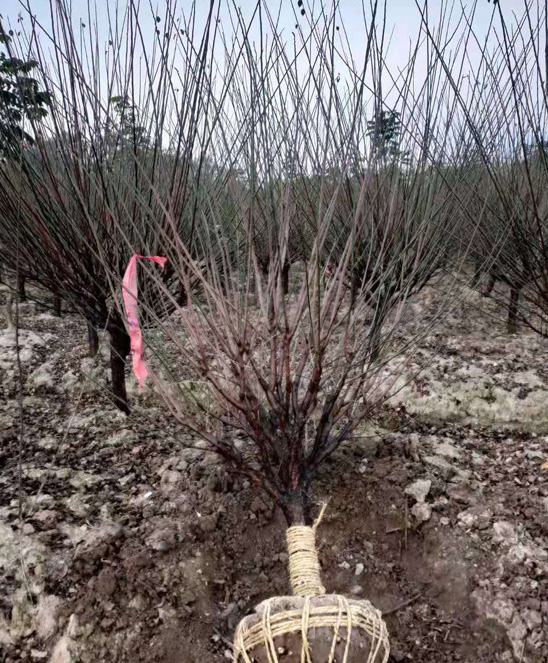 ����С�˺�÷���أ�8���ֺ�÷��������