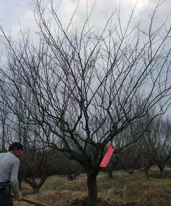 ����С�˺�÷����ֲ����18���־�Ʒ��÷����ʼȡ�緢��