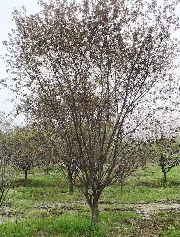 9-12��������÷��ʽ����